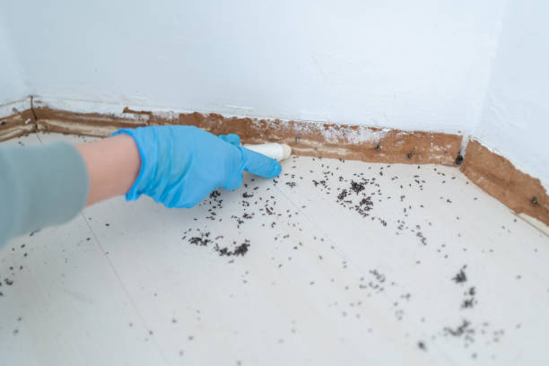 Best Emergency Pest Control  in Allen, TX