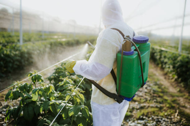 Best Pest Control Treatment  in Allen, TX